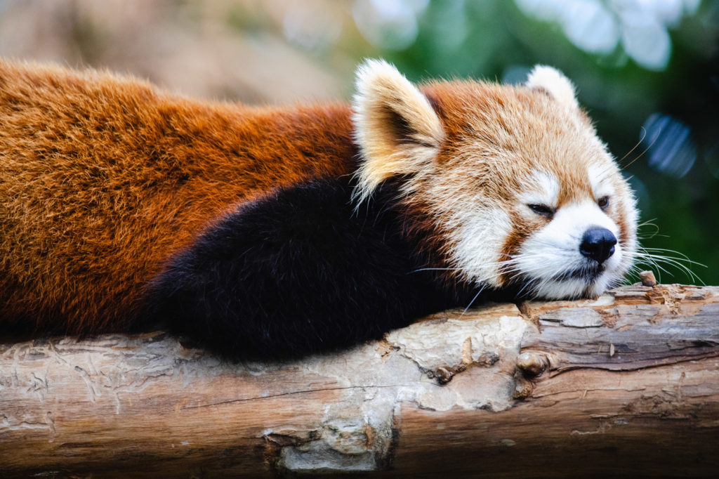 動物